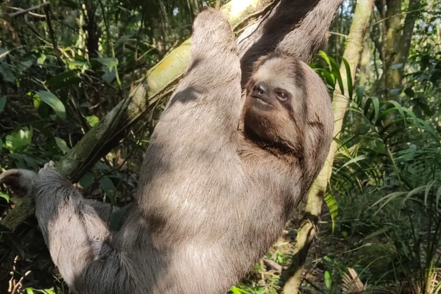 Tamanho de bicho preguiça chama a atenção no Parque da Tijuca no Rio