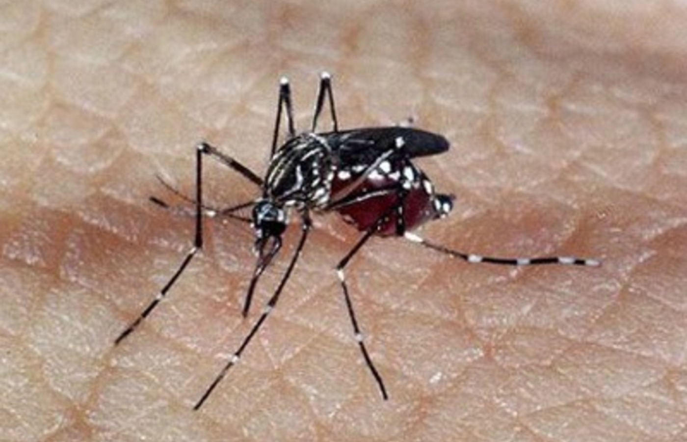 microrregiao-de-caxias-(ma):-populacao-de-parnarama-e-matoes-precisa-ficar-alerta-contra-o-aedes-aegypti