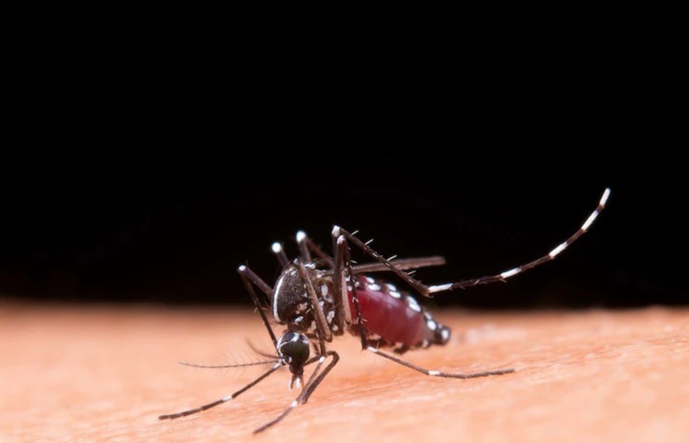 microrregiao-de-francisco-beltrao-(pr):-populacao-de-dois-vizinhos-precisa-ficar-alerta-contra-o-aedes-aegypti