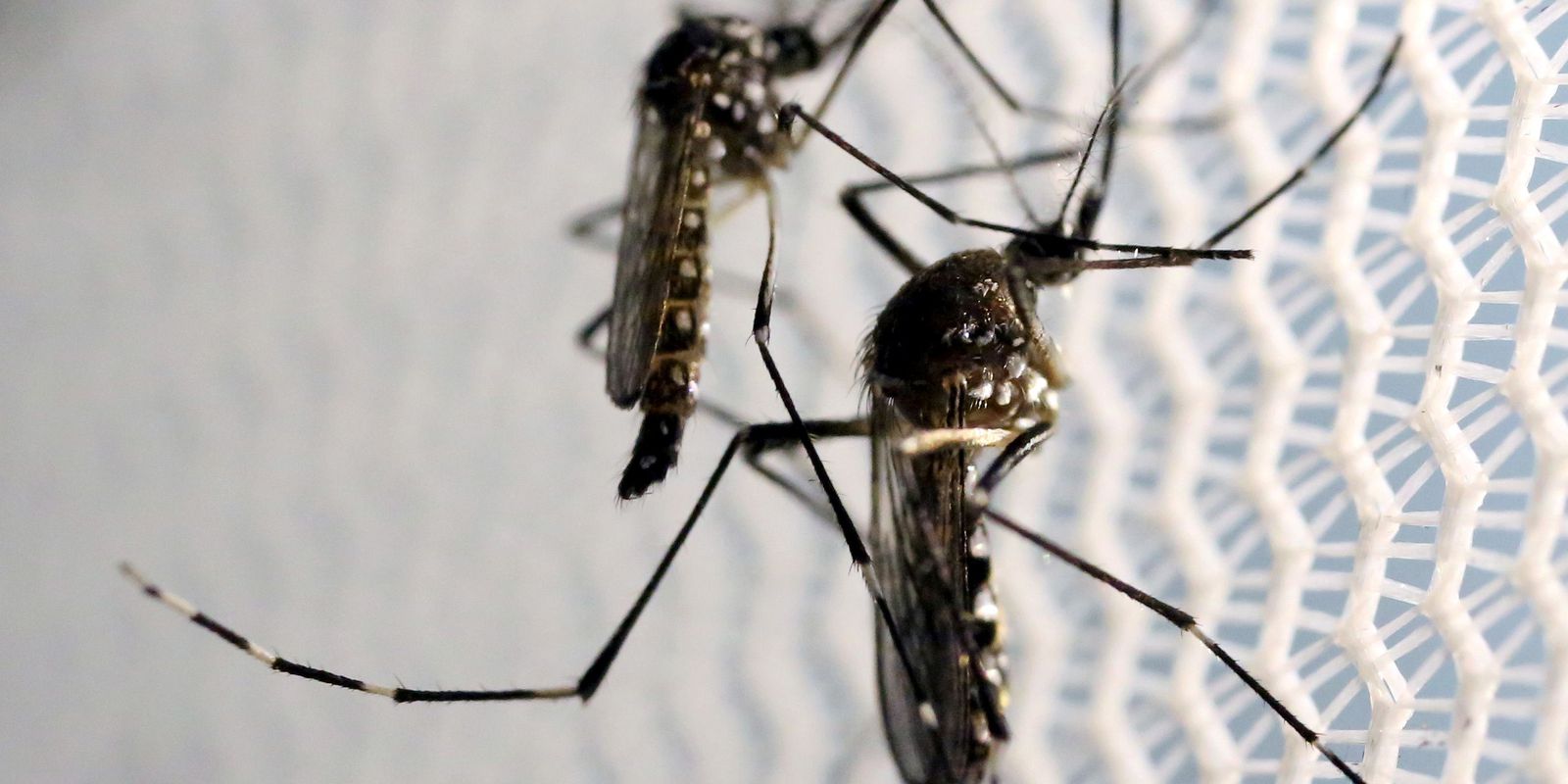 agencia-brasil-explica-diferenca-entre-pernilongo-e-mosquito-da-dengue