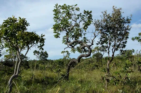O Cerrado, segundo maior bioma da América do Sul e segundo maior bioma do Brasil, é uma formação vegetal rica em biodiversidade.
