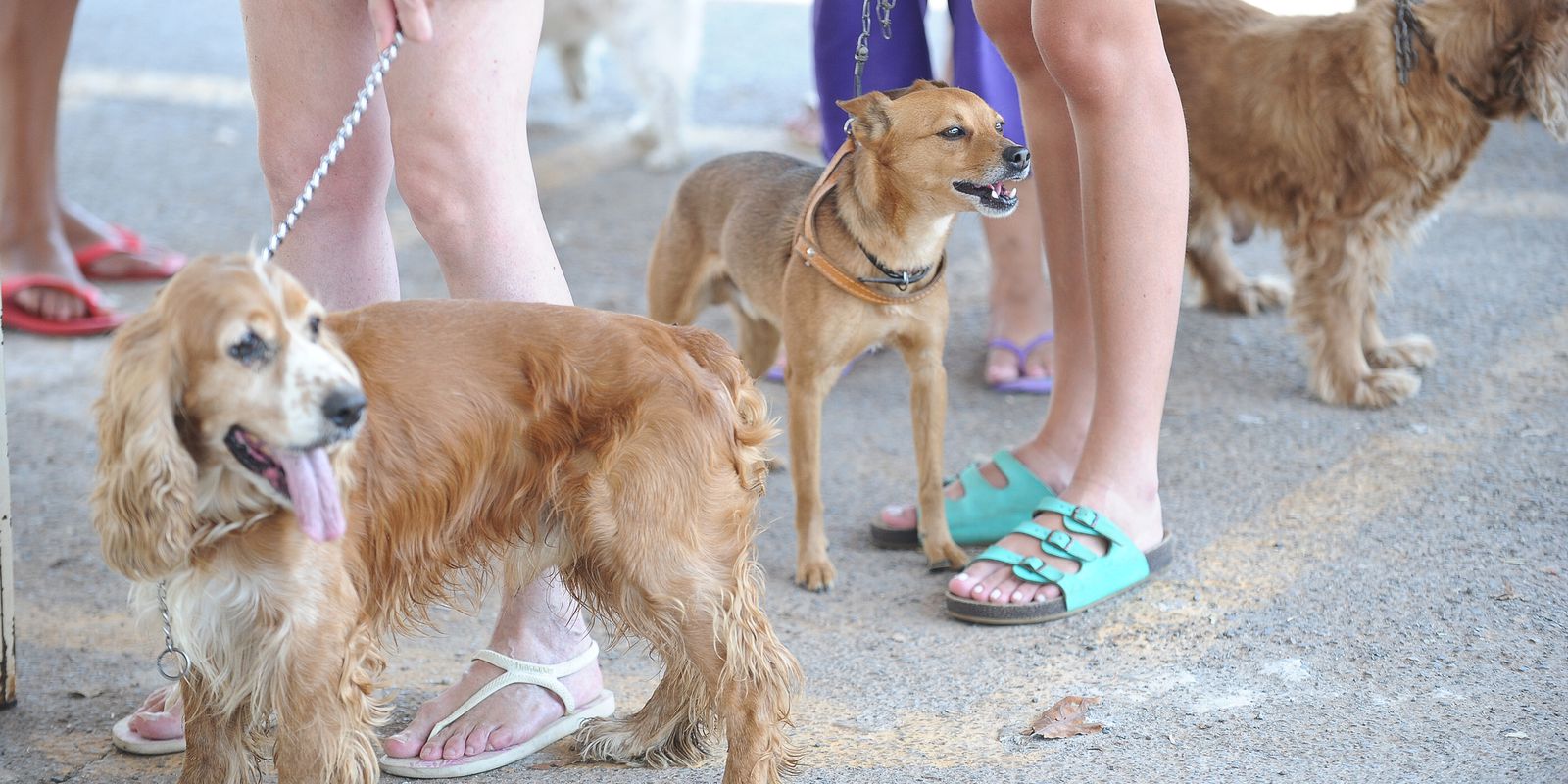 governo-proibe-uso-de-animais-em-pesquisas-de-cosmeticos-e-perfumes