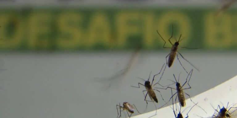 estado-de-sp-registra-queda-no-numero-de-casos-de-dengue-neste-ano