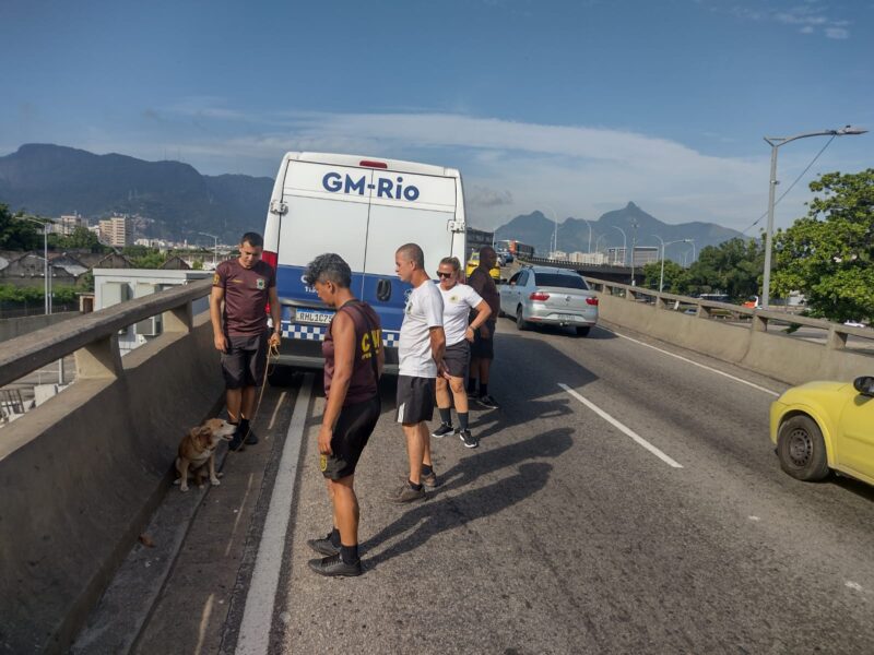 A cadela foi resgatada pelos guardas municipais em um viaduto do Santo Cristo - Prefeitura do Rio