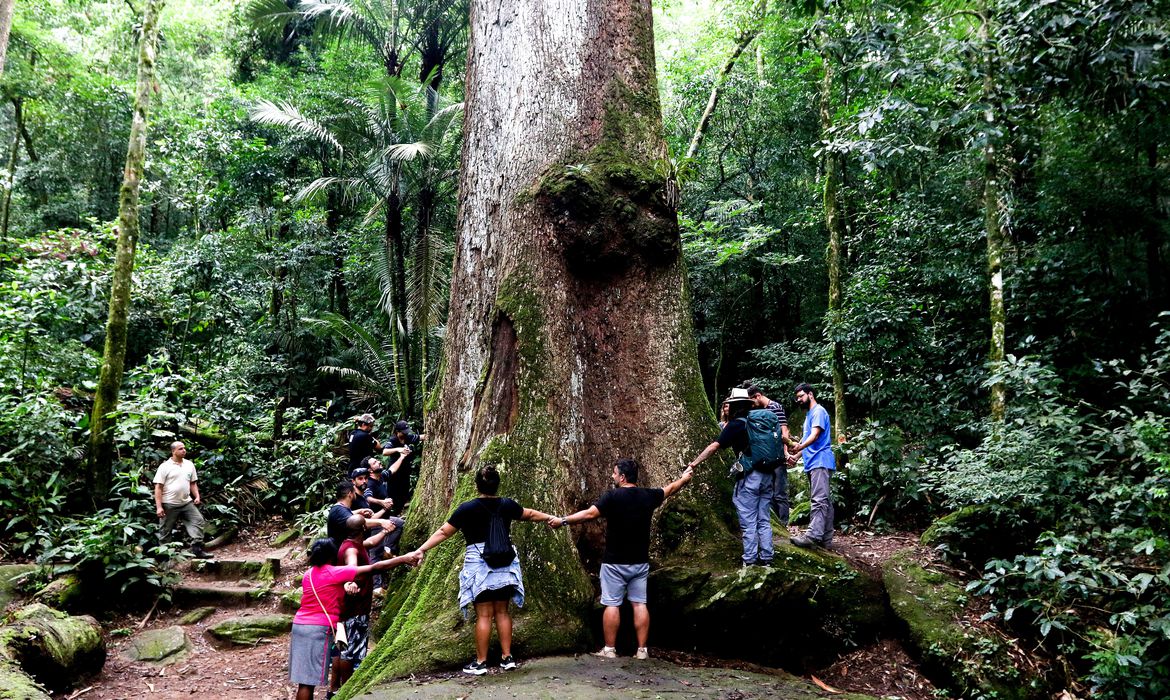 Cachoeiras de Macacu (RJ), 28/03/2023 - Jequitibá-rosa(Cariniana legalis), árvore nativa do Brasil, no Parque Estadual dos Três Picos, Região Serrana do Rio de Janeiro. Foto: Tânia Rêgo/Agência Brasil