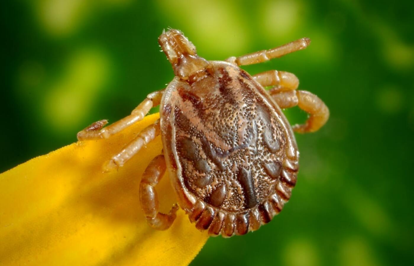 sao-paulo-faz-alerta-contra-a-febre-maculosa,-a-doenca-transmitida-pelo-carrapato