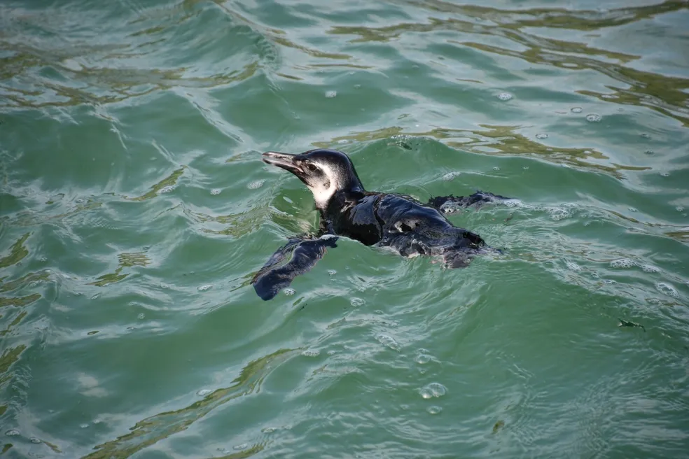 Pinguim morreu depois de comer baiacu em praia do Rio de Janeiro — Foto: André Cecília/Instituto Mar Urbano