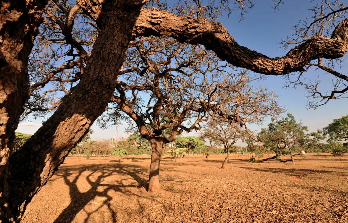 minas-gerais:-apos-seca,-estado-tera-queda-de-temperatura-nos-proximos-dias