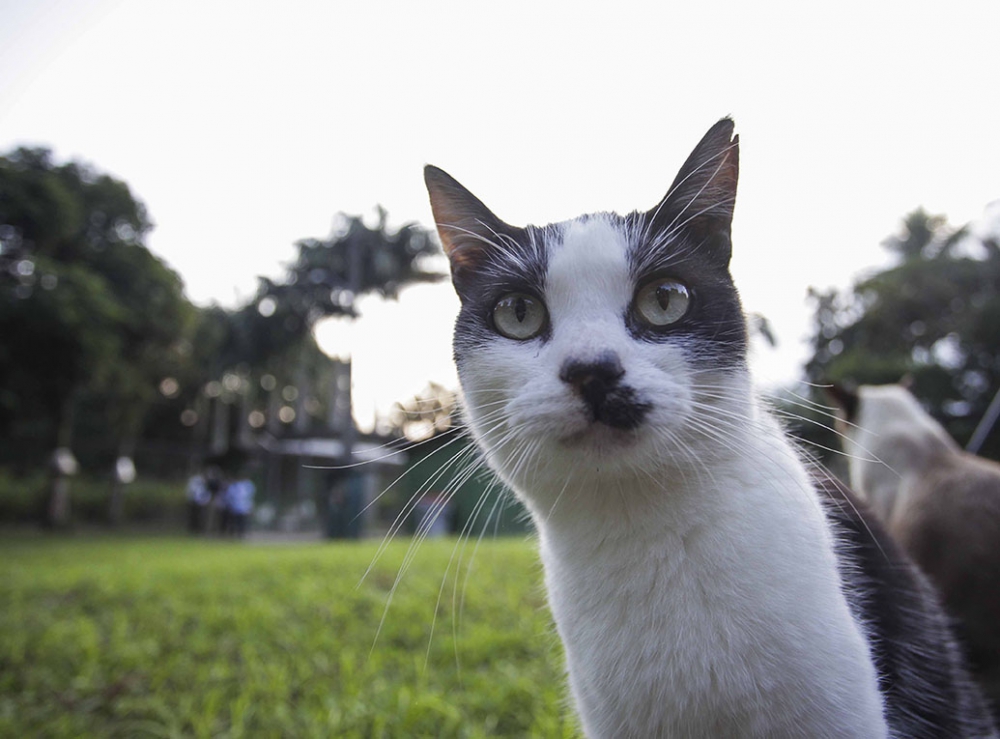 Agora é lei: registro de gatos e cães passará a ser feito por sistema informatizado no Rio de Janeiro