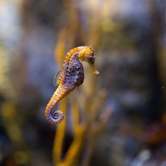 aquario-libera-50%-de-desconto-para-pais-que-visitarem-o-atrativo-durante-o-mes-de-agosto