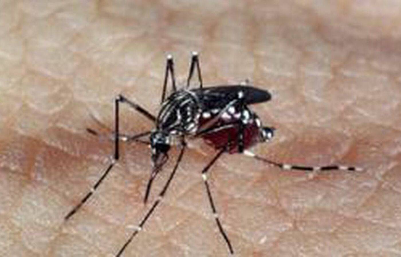 ba:-13-municipios-estao-em-epidemia-de-dengue,-indica-sesab