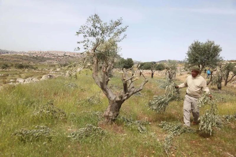 colonos-e-soldados-israelenses-arrancam-300-arvores-frutiferas-em-salfit