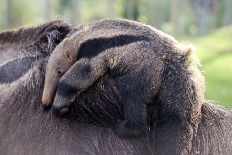 Crédito da imagem: Isadora Ortiz/ BioParque do Rio