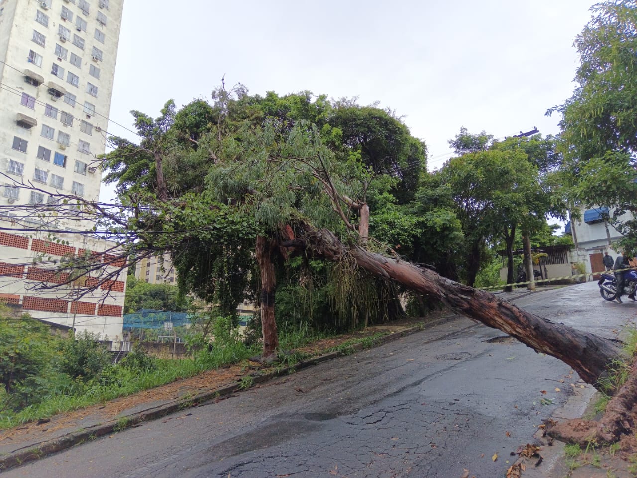 Queda de árvore Niterói - Foto: Divulgação