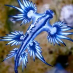 Glaucus atlanticus, os dragões azuis. Foto: reprodução