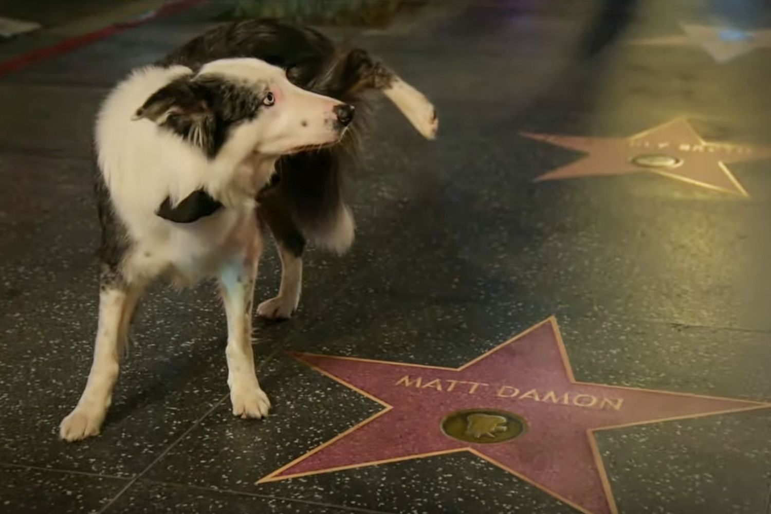 Messi,o cão ator, faz xixi na estrela de Matt Damon. Foto: reprodução