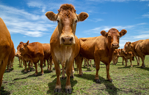 Boi gordo registra alta de 0,76% no preço e produto é negociado a R$ 231,10