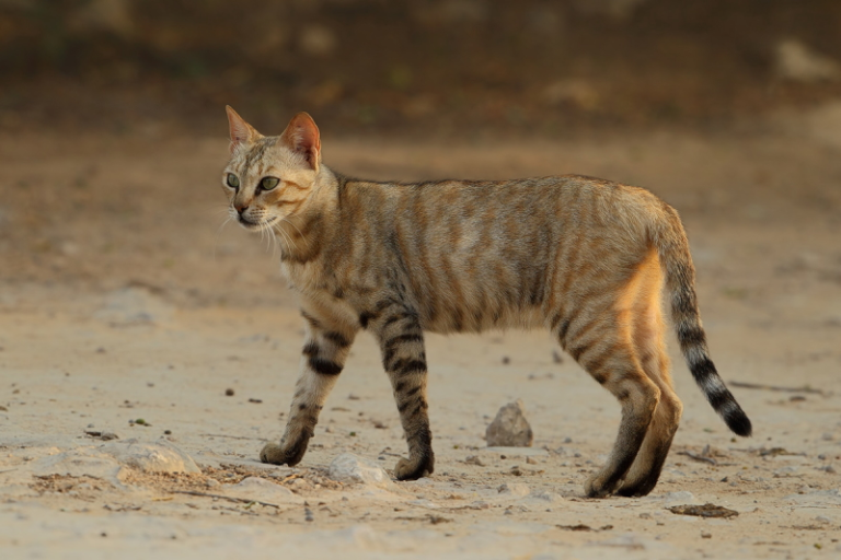 "Felis silvestris lybica", mais conhecido por gato selvagem africano. Créditos: Raymond De Smet / observation.org