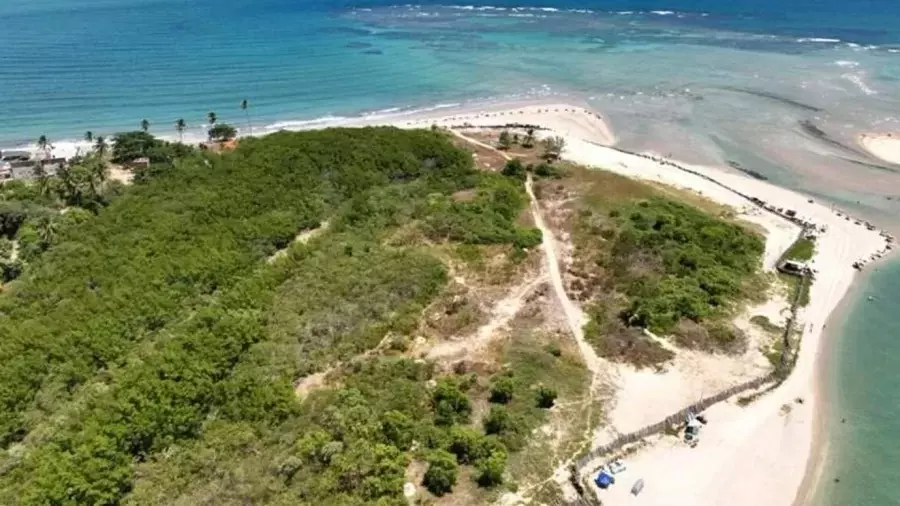 Muro de troncos de coqueiro construído na praia do Pontal de Maracaípe.