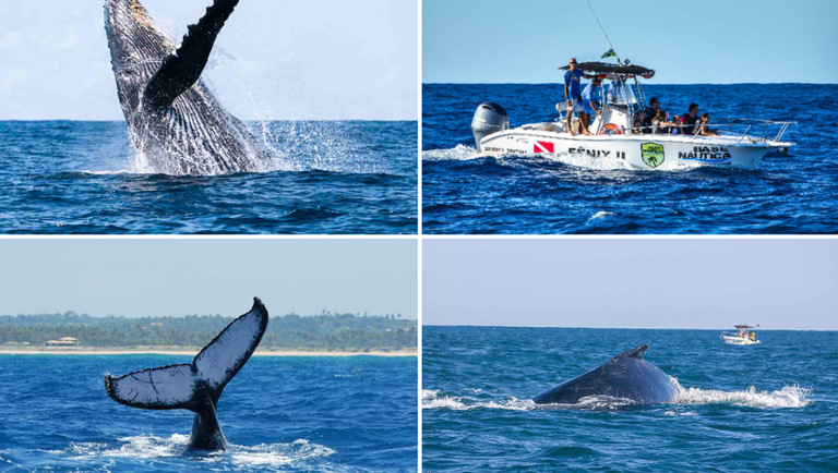 A observação de baleias no litoral do Brasil encanta milhares de turistas todos os anos, especialmente durante as férias de julho