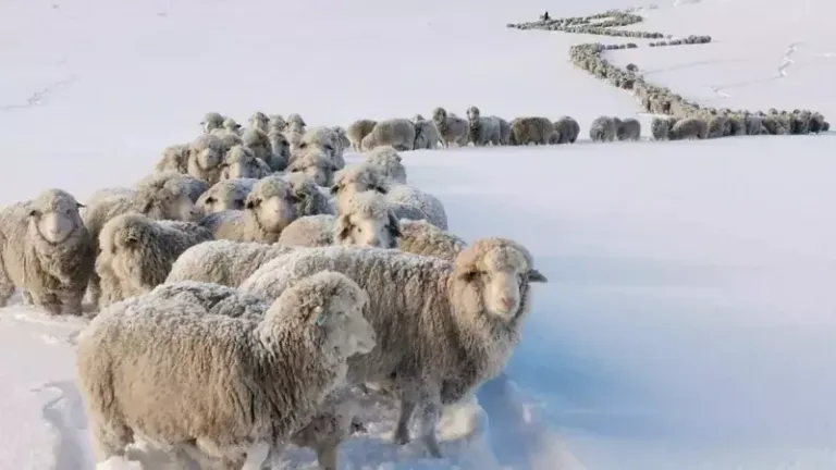 Animais congelados por frio extremo na Patagônia. Foto: reprodução