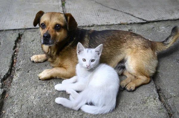 Cachorro e Gato