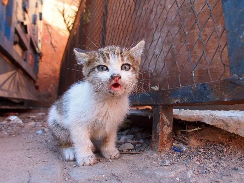 Filhote de gato em beco sujo.