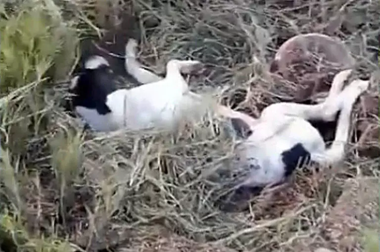 Cachorro abandonado em buraco próximo a um rio em Guaratiba, na zona oeste do Rio de Janeiro. Foto: TV Globo/Reprodução