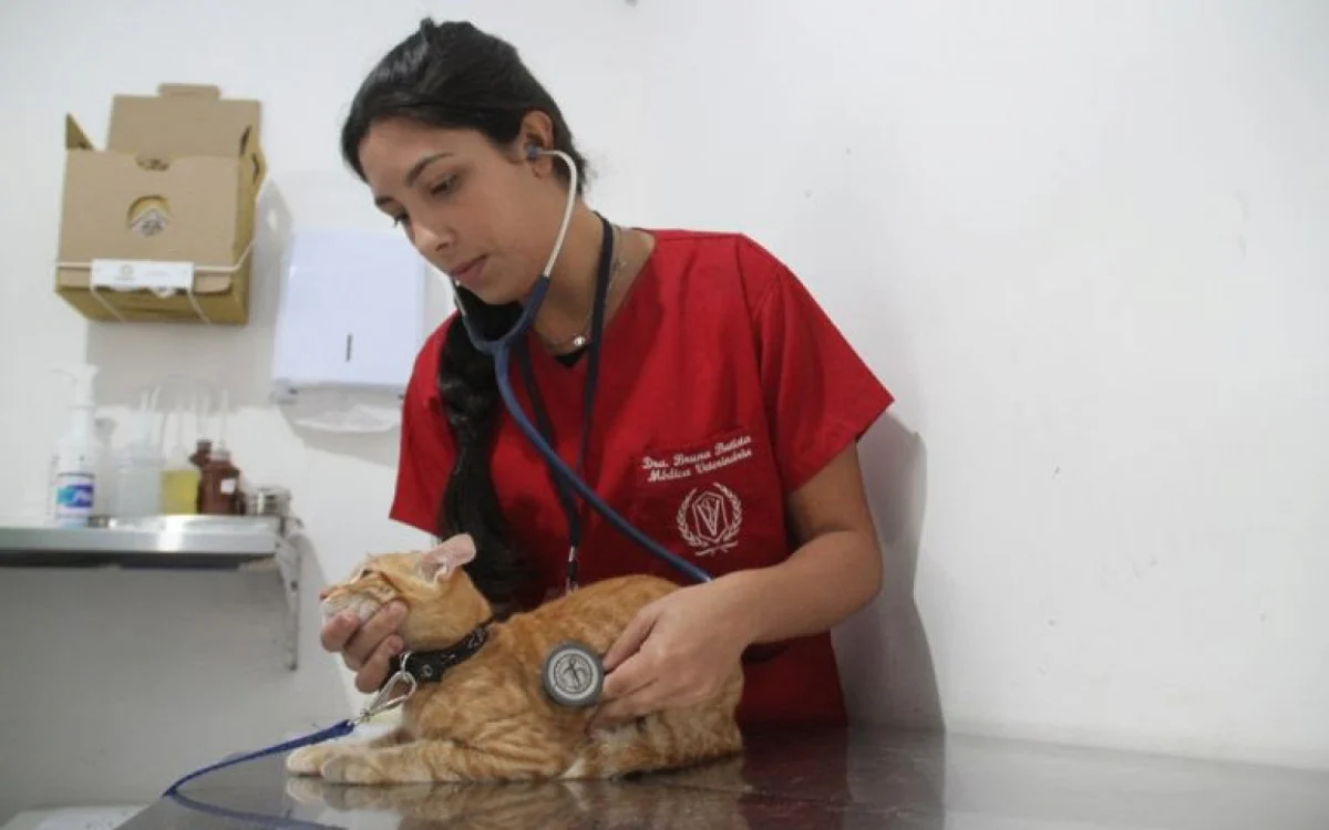 Castração de cães e gatos: centros de Atendimentos Veterinários Municipais (Cavems) do Mutuá e de Alcântara abrem 640 vagas Divulgação