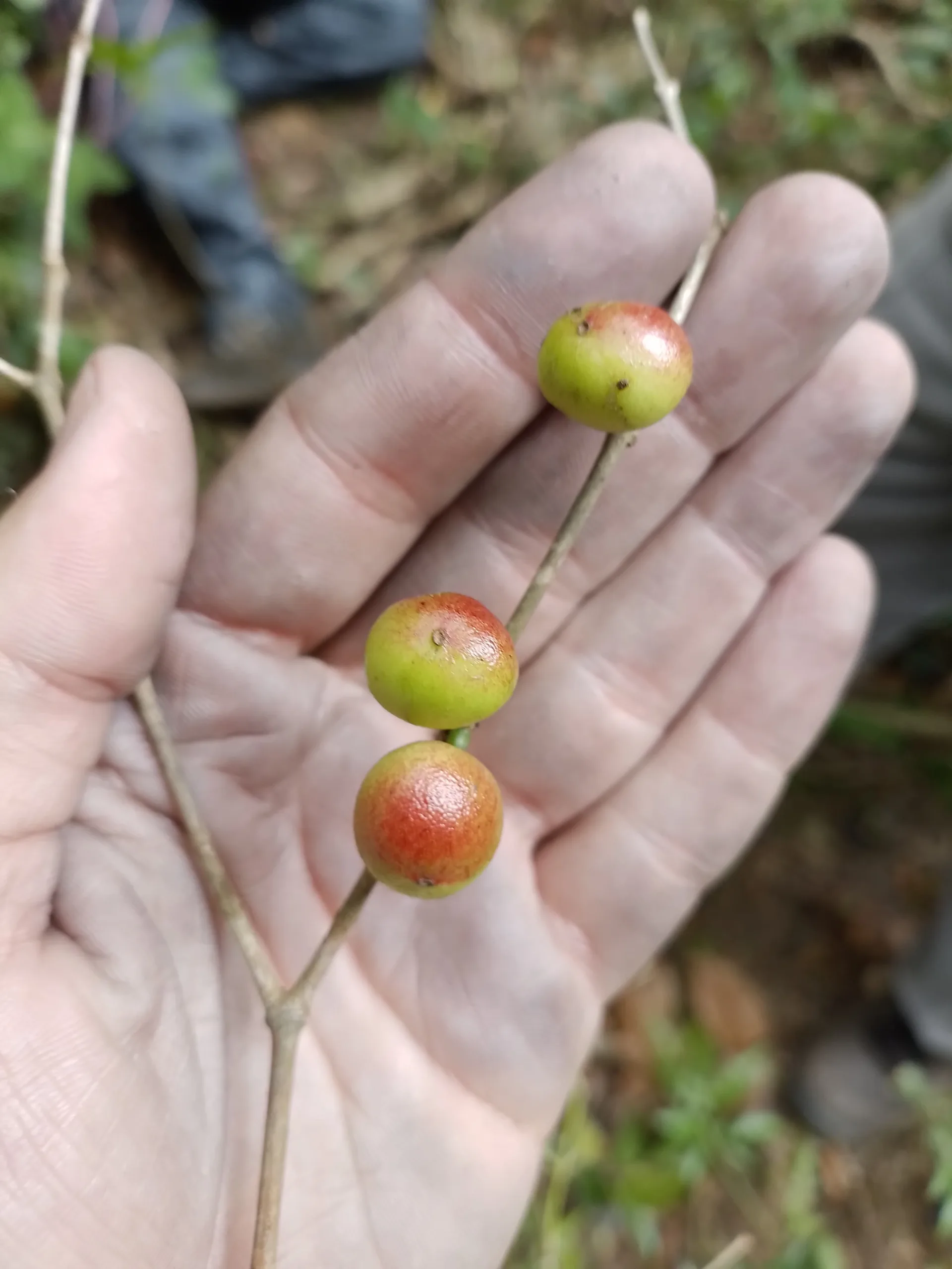 Siphoneugena carolynae - Foto Thiago Fernandes