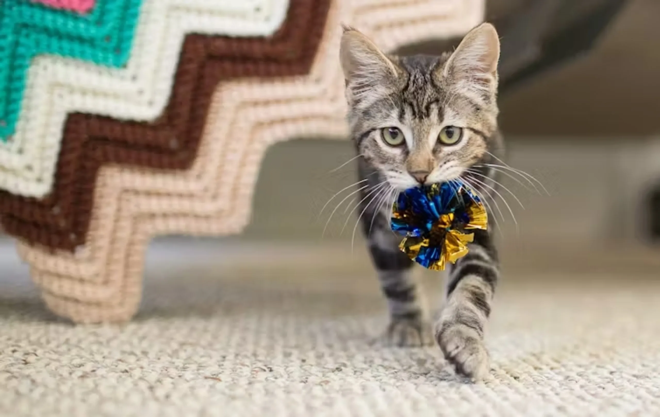 Throw it for me! Purple Collar Pet Photography/Moment, via Getty Images