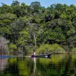 Trecho de floresta às margens do Rio Negro, na Amazônia. Foto: Fabio Rodrigues-Pozzebom / Agência Brasil