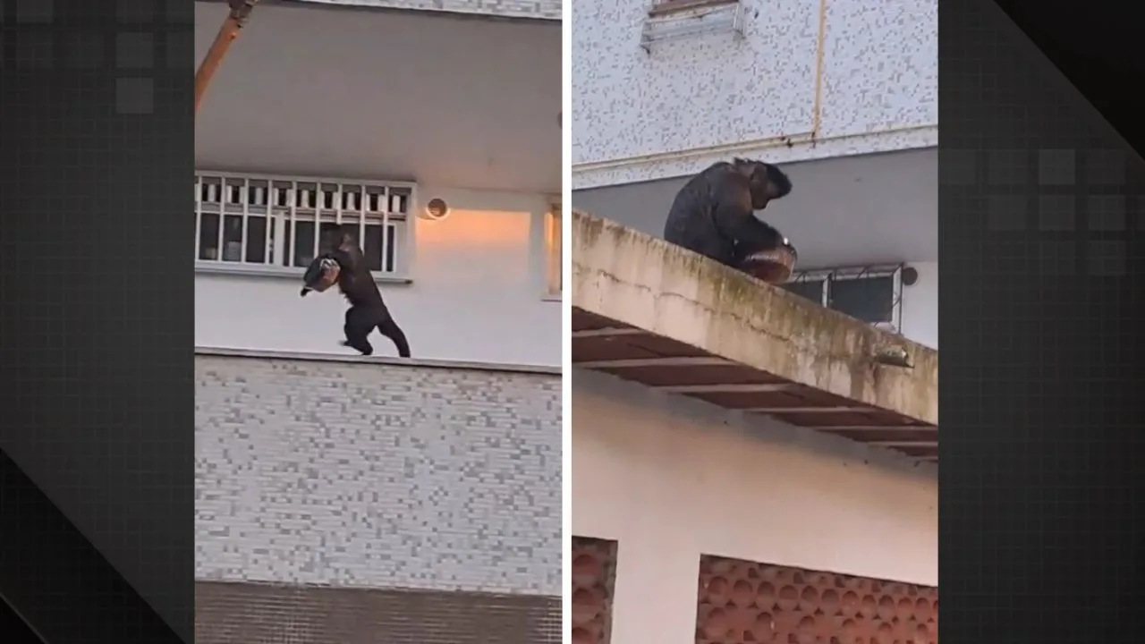 Macaco furta bolo em apartamento na Gávea e viraliza. Foto: Redes sociais