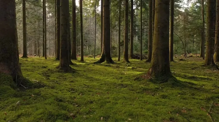 Os cientistas descobriram como as plantas são bem conectadas e com que eficiência elas podem enviar mensagens para os pares por meio de suas raízes e sinais elétricos. Robsonphoto/Shutterstock