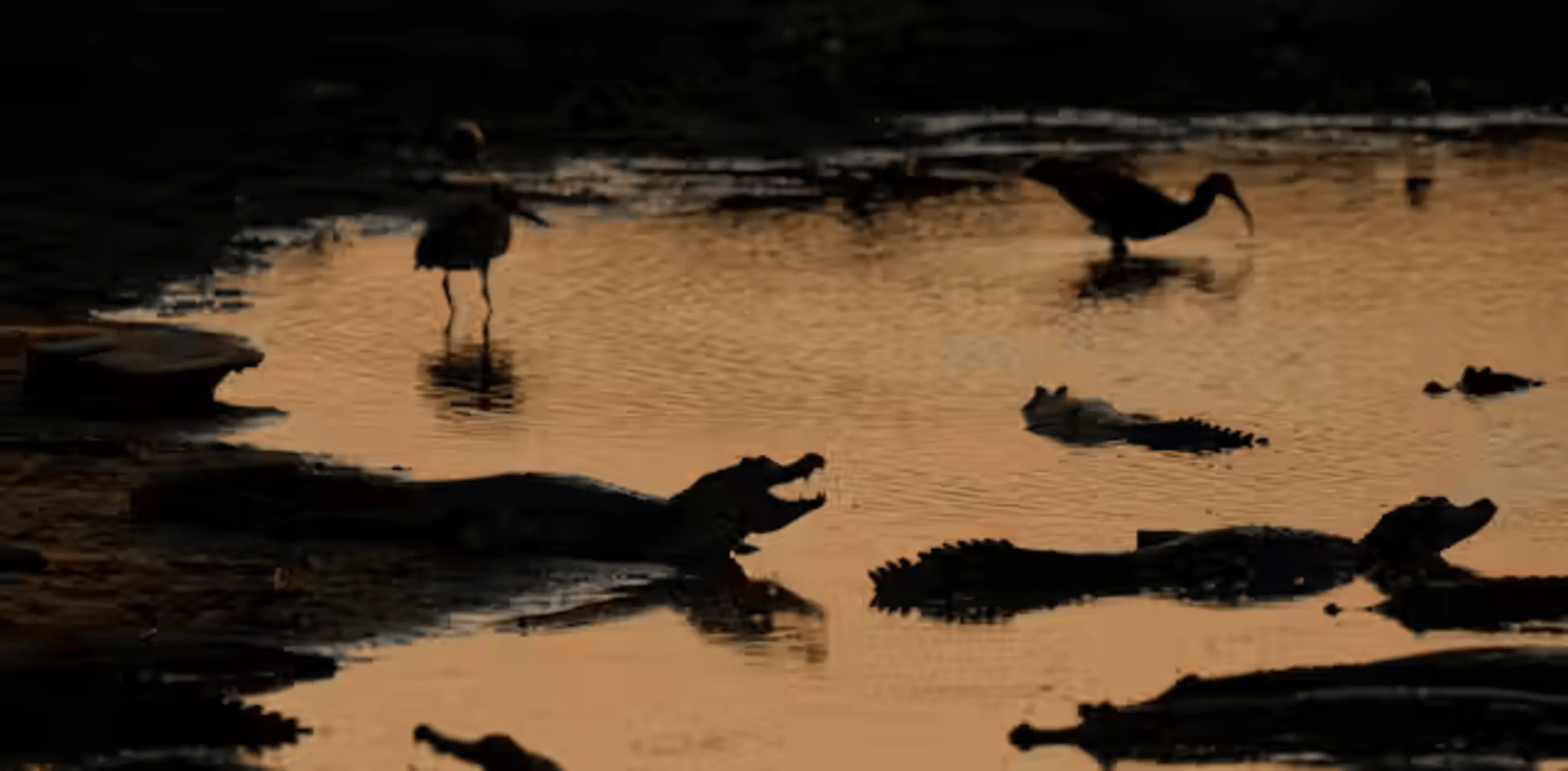 Em busca de água, dois maçaricos reais aproximam-se perigosamente de um grupo de jacarés-do-pantanal no leito quase seco do rio Bento Gomes, próximo a Poconé, Mato Grosso: calor, seca, queimadas e incêndios que colocam em risco a biodiversidade e a própria sobrevivência humana em diversos ecossistemas do Brasil e do mundo não podem ser vistos como problemas isolados. AP Photo/Andre Penner