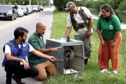 A soltura foi feita pela Secretaria do Ambiente e Sustentabilidade, pelo Inea e demais órgãos ambientais. Foto: Divulgação