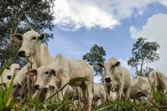 Boi gordo começa semana com redução no preço da arroba