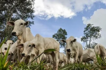 Boi gordo começa semana com redução no preço da arroba