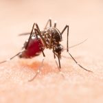 Saúde monitora provável aumento de casos de dengue no Rio de Janeiro em 2025