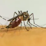 Dengue