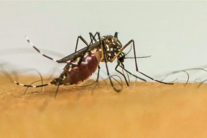 Dengue