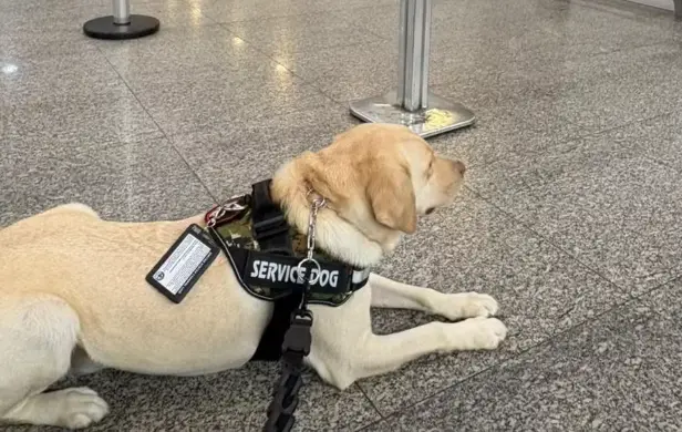 o cão de serviço Tedy no setor de embarque do Aeroporto do Galeão, no Rio. Foto: Reprodução