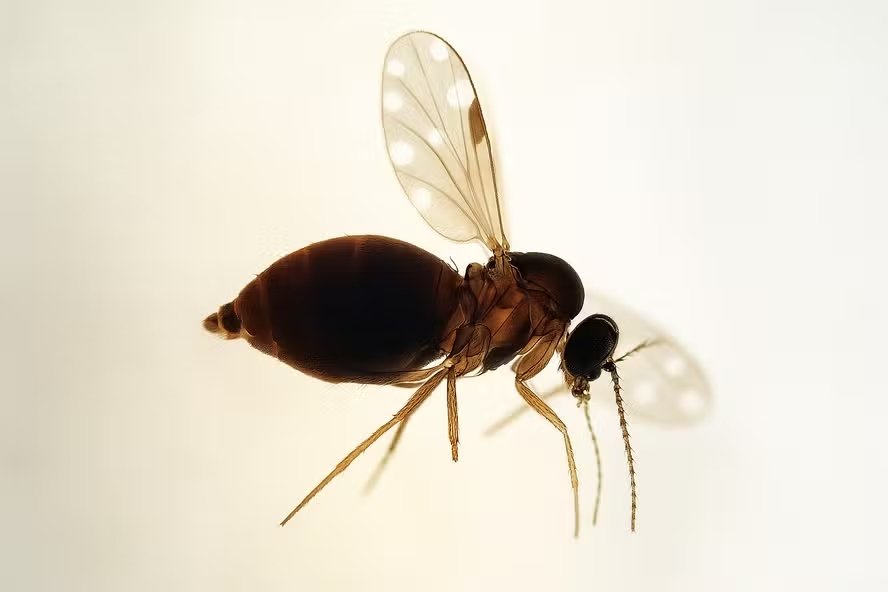 O mosquito-pólvora (Culicoides paraensis), transmissor da febre oropouche, é tecnicamente uma mosca — Foto: IOC-Fiocruz/Divulgação