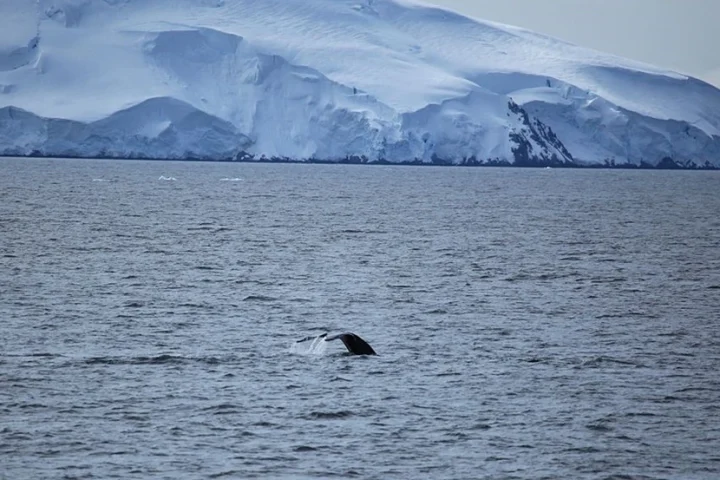 Baleia-jubarte no oceano Antártico - Foto: Liam Quinn/CC BY-SA 2.0