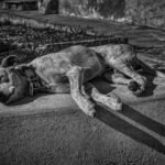 Prefeitura do Rio cria protocolo para que hospitais veterinários notifiquem a Polícia Civil sobre casos de animais baleados. Seis ocorrências já foram registradas em setembro. - Foto: Freepik - Diário Carioca