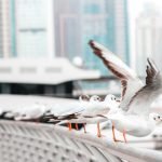 Jacarés, capivaras e quatis: quando a vida selvagem ocupa o meio urbano