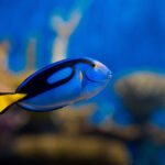 AquaRio marca presença no Rio Ocean Week