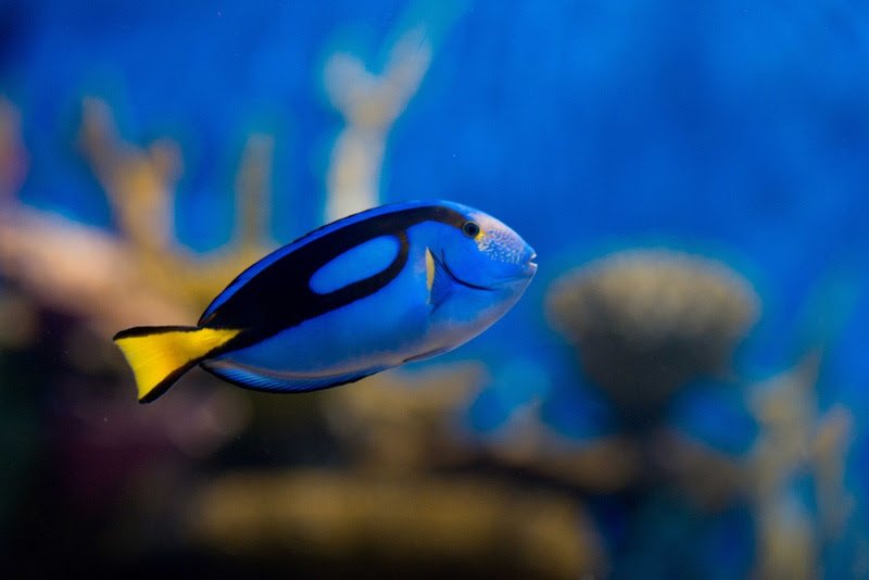 AquaRio marca presença no Rio Ocean Week | Diário Carioca AquaRio marca presença no Rio Ocean Week