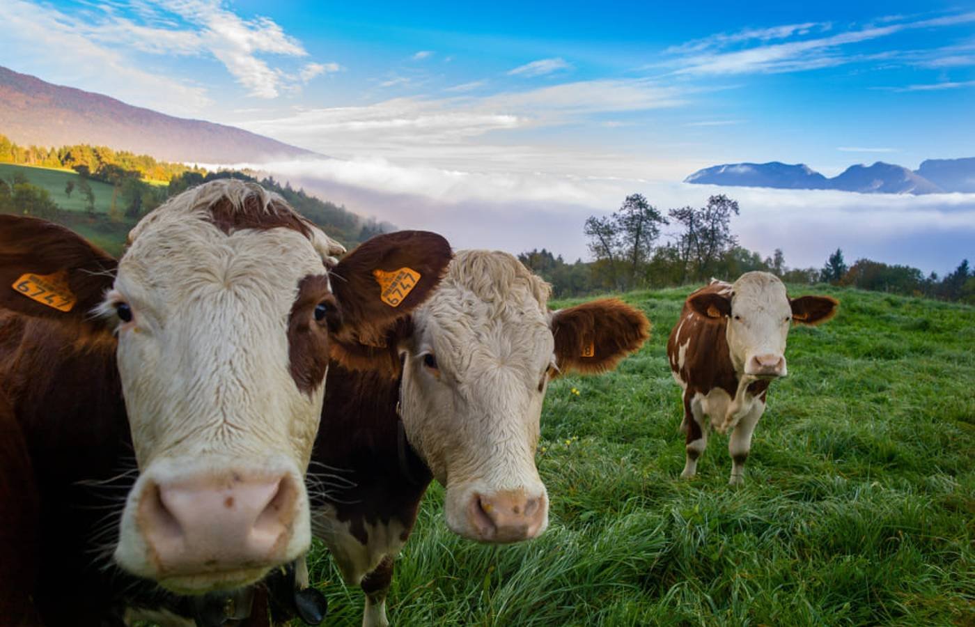 Boi gordo hoje: confira as cotações para esta terça-feira (25) Boi gordo hoje: confira as cotações para esta terça-feira (25)