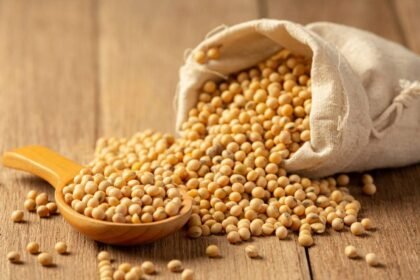 Soja e trigo hoje: confira as cotações para terça (25)